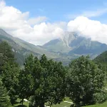 Plinia